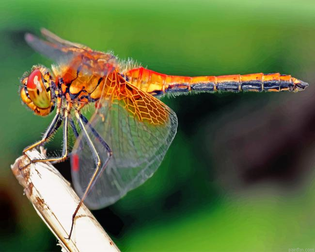 Orange Dragonfly Paint By Numbers.png