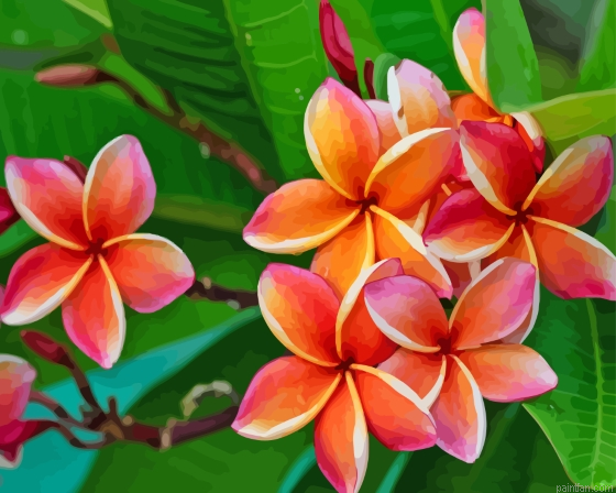 Orange Frangipani Flowers Paint By Numbers.png