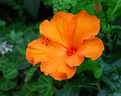 Orange Hibiscus Flower Paint By Number.png