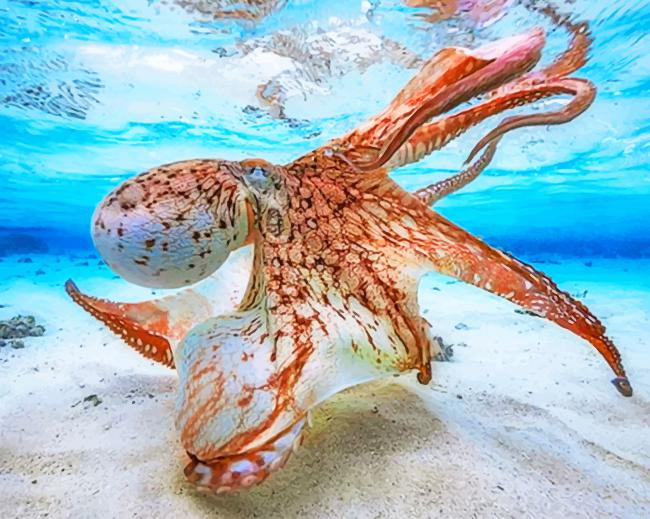 Orange Octopus Under Water Paint By Numbers.png