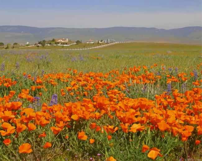Orange Poppy Field New Paint By Numbers.png