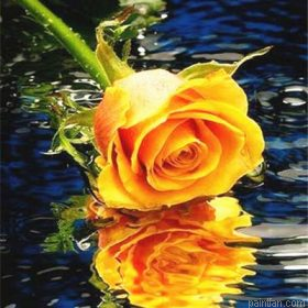 Orange Rose Paint By Numbers.png