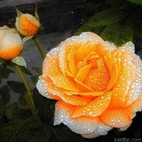 Orange Roses Paint By Numbers.png