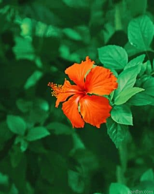 Orange Shoeblackplant Paint By Number.png