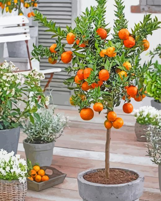 Orange Tree In Pot Paint By Numbers.png