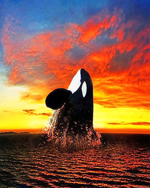 Orca Sunset New Paint By Numbers.png