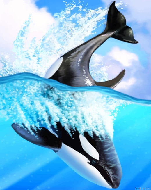 Orca Whale Art New Paint By Numbers.png
