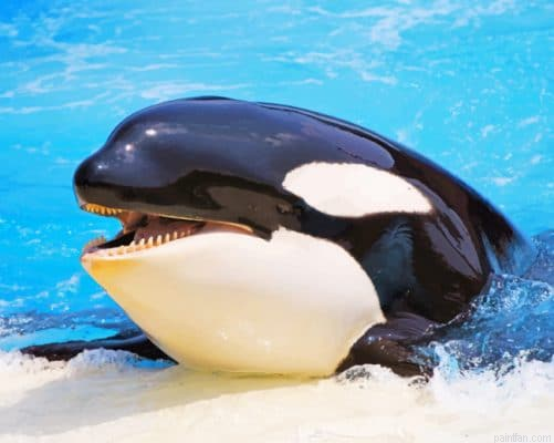 Orca Whale Paint By Number.png