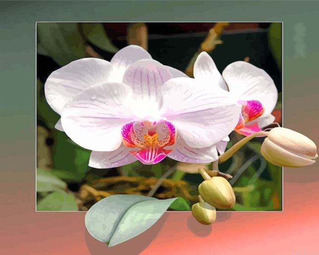 Orchid Flowers Paint By Number.png