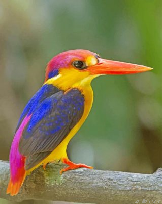 Oriental Dwarf Kingfisher Paint By Number.png