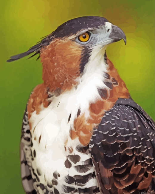Ornate Hawk Eagle Paint By Numbers.png