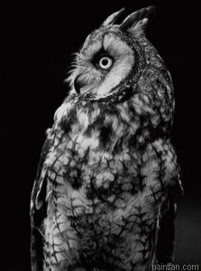 Owl Birds Paint By Numbers.png