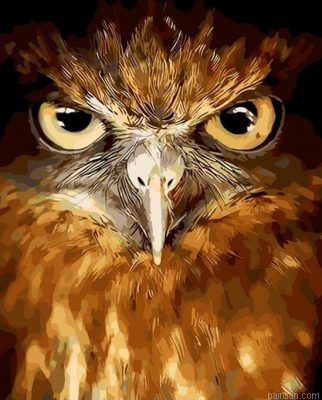 Owl Eyes Paint By Numbers.png