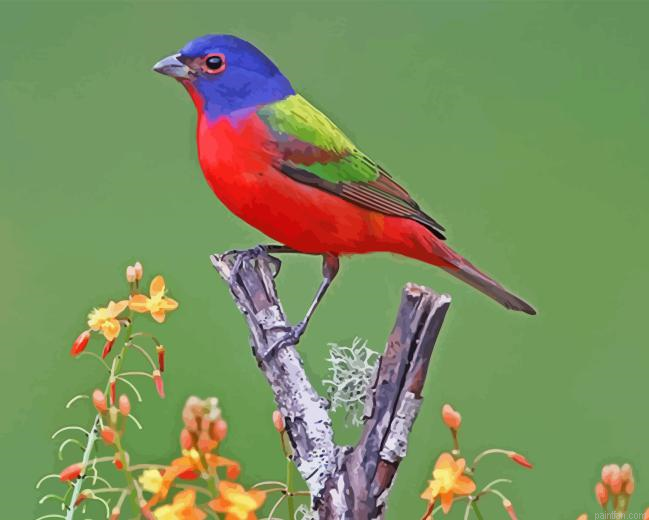 Painted Bunting Paint By Numbers.png