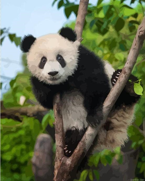 Panda In Forest Paint By Numbers.png