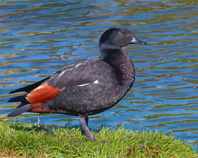 Paradise Shelduck Paint By Numbers.png