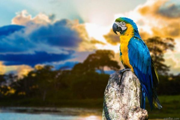 Parrot Bird Paint By Numbers.png