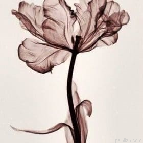 Parrot Tulip Paint By Numbers.png