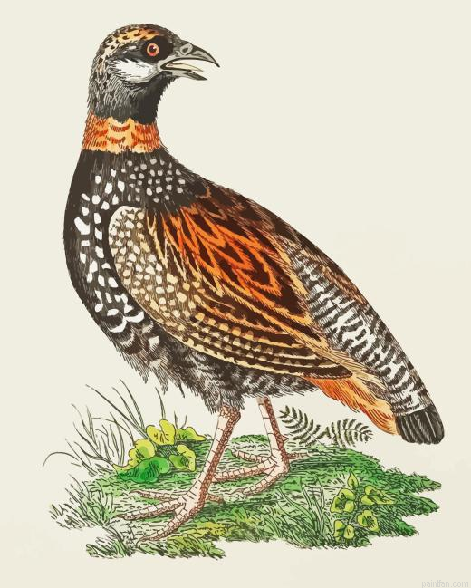 Partridge Bird Paint By Numbers.png