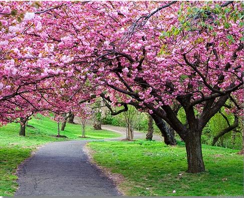 Path Park Paint By Numbers.png