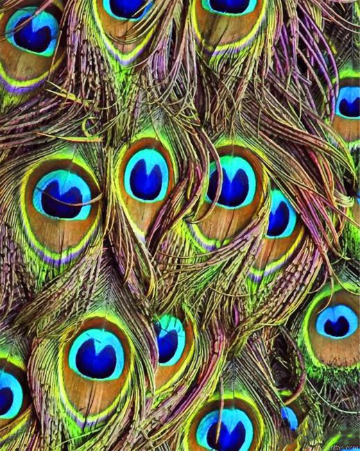 Peacock Feather Paint By Numbers.png