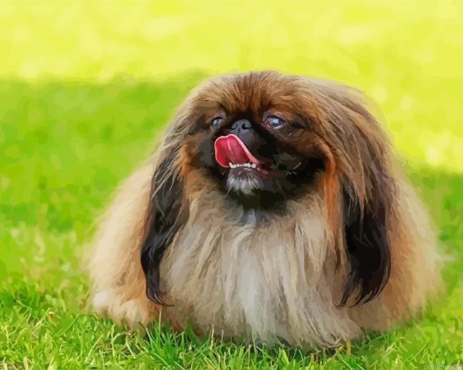Pekingese Dog Paint By Numbers.png