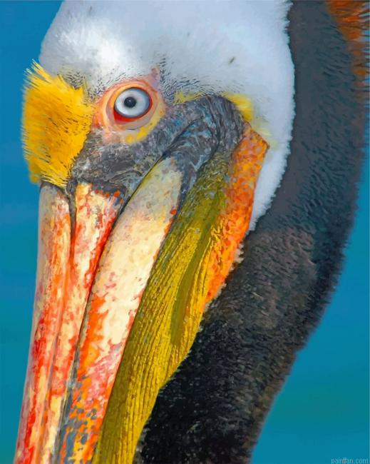 Pelican Bird Paint By Number.png