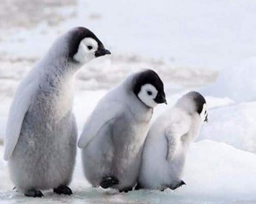 Penguin Art Paint By Numbers.png