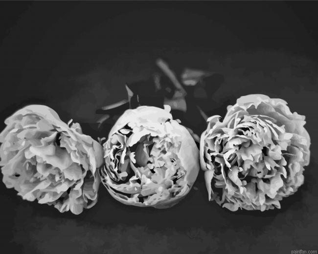 Peonies Flowers Paint By Numbers.png