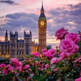 Peonies London Paint By Numbers.png