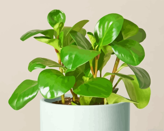 Peperomia Paint By Numbers.png