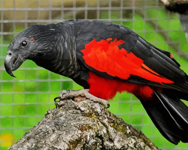 Pesquets Parrot Paint By Numbers.png