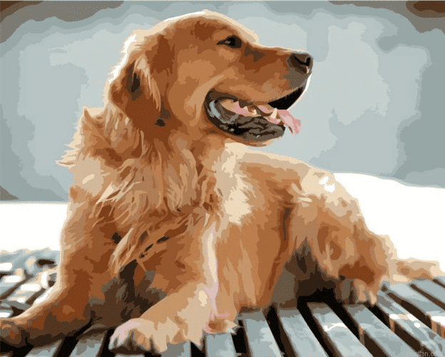 Pet Paint By Numbers Custom Paint By Number.png