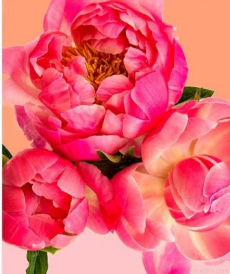 Petals On Peach Paint By Numbers.png