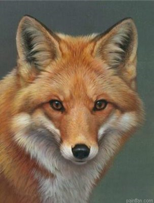 Peyan Fox Paint By Numbers.png