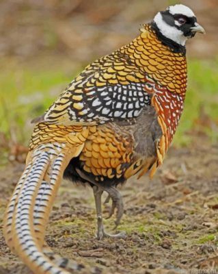 Pheasant Bird Paint By Number.png