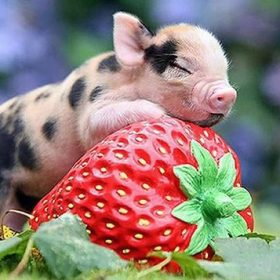 Pig On Strawberries Paint By Numbers.png