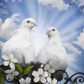Pigeons And Doves Paint By Numbers.png