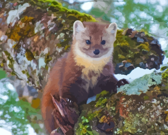 Pine Marten Paint By Numbers.png