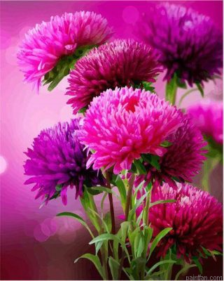 Pink Aster Paint By Numbers.png
