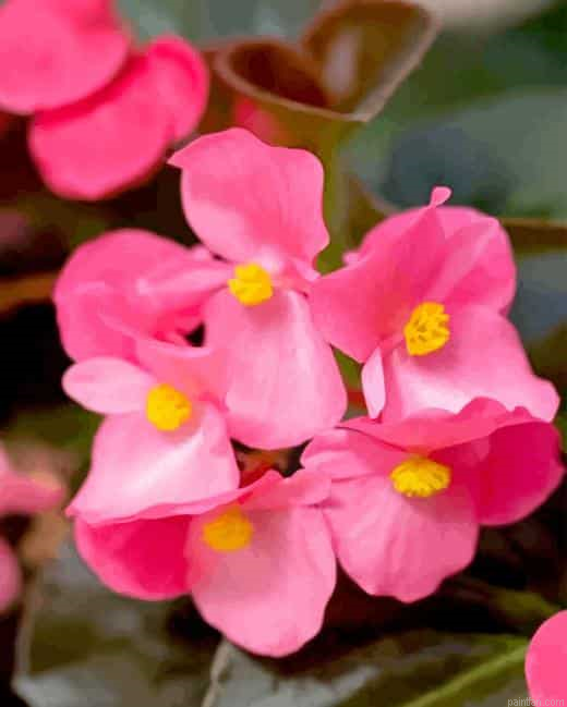 Pink Begonias Paint By Numbers.png