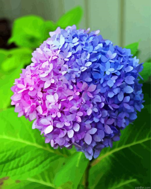 Pink Blue Hydrangea Paint By Numbers.png