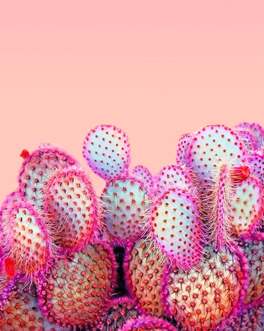 Pink Cactus New Paint By Numbers.png