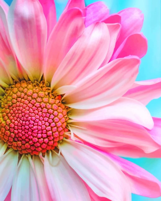 Pink Common Daisy New Paint By Numbers.png