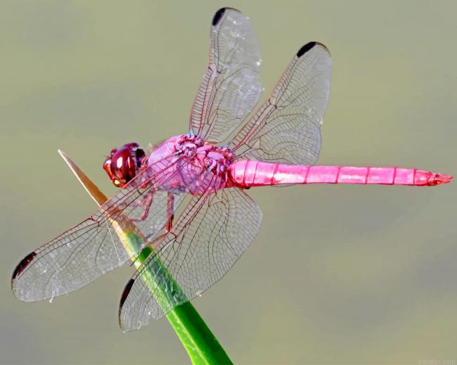 Pink Dragonfly Paint By Numbers.png