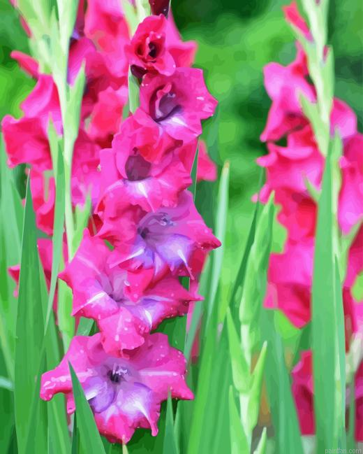 Pink Gladiolus Paint By Numbers.png