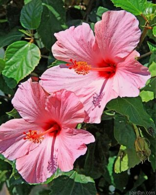 Pink Hibiscus Paint By Number.png