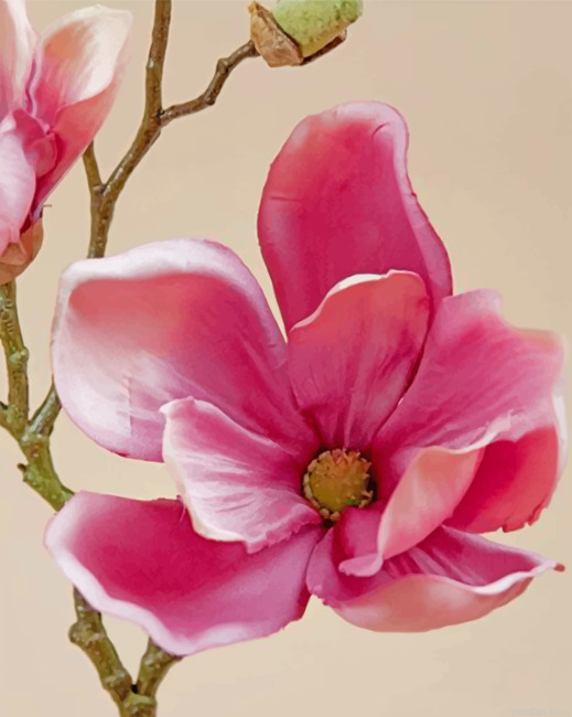 Pink Magnolia Paint By Numbers.png