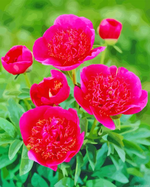 Pink Peonies Officinalis Paint By Numbers.png