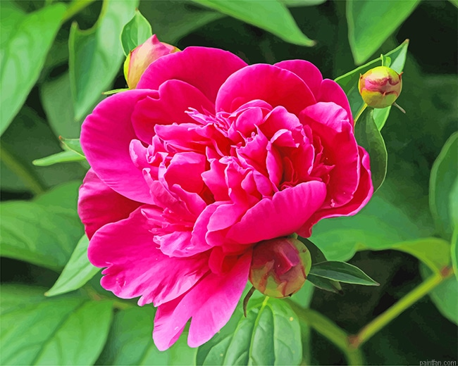 Pink Peony New Paint By Numbers.png